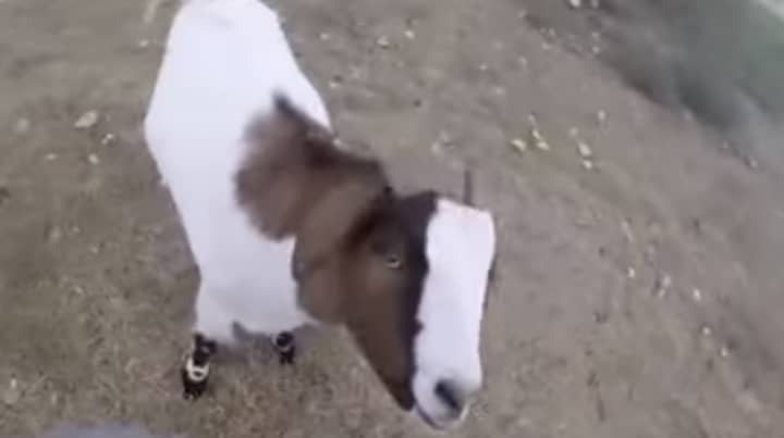 山羊加里（Gary the Goat）死于六岁