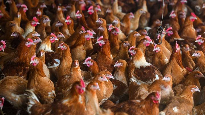 已经检测到人类H5N8鸟流感的第一批病例