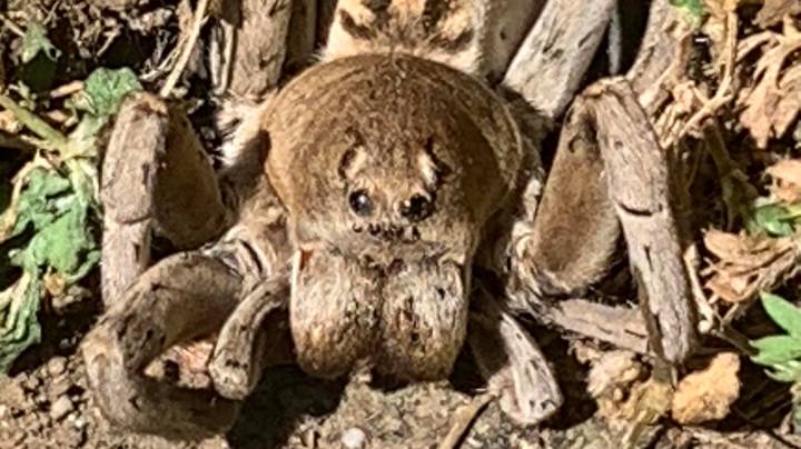 Reddit用户共享令人恐惧的背部蜘蛛照片，看起来像'Aragog'“width=