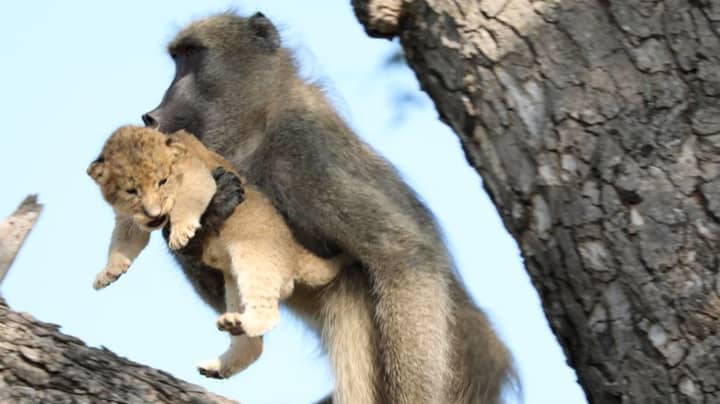 一只狒狒抱着幼崽，重现了著名的狮子王场景