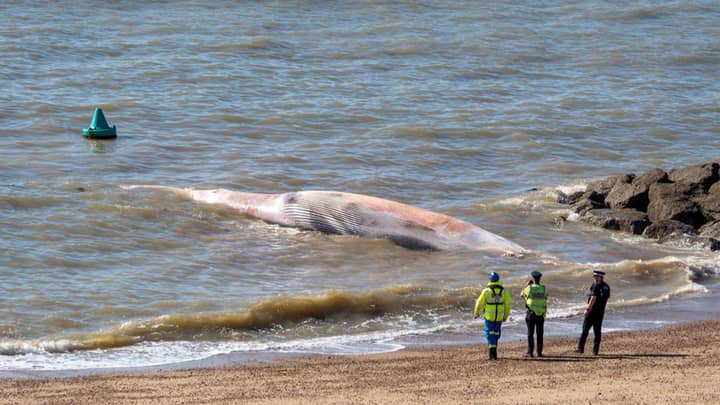 巨型40英尺的鲸鱼在埃塞克斯海滩上洗涤“imgWitdh=