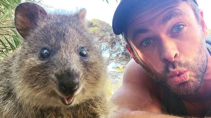 Chris Hemsworth在从嘴里喂养之前用Quokka扣掉Selfie“width=