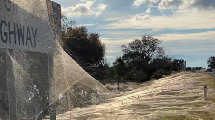 澳大利亚洪水之后，照片显示“蜘蛛幻想检索”