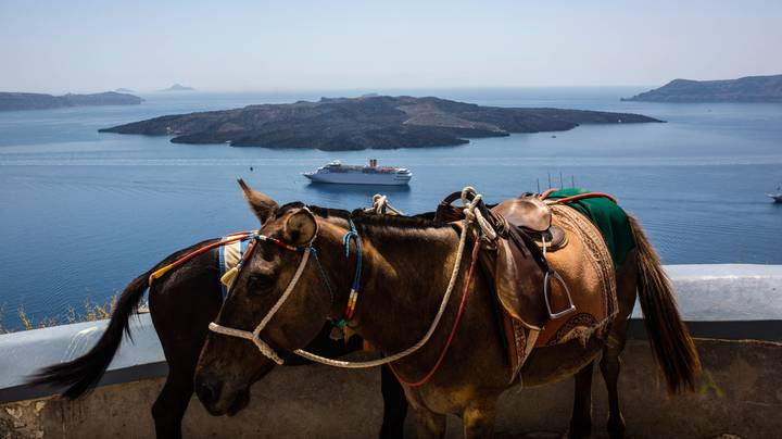 圣托里尼推出了停止游客骑驴的巨大山丘的运动