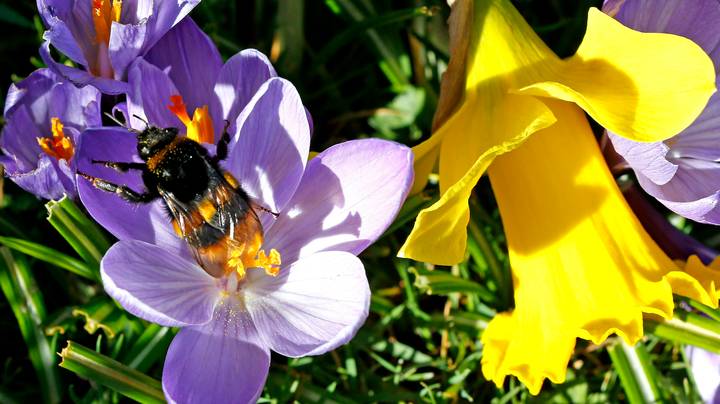 欧盟介绍禁止对蜜蜂有害的农药的禁令