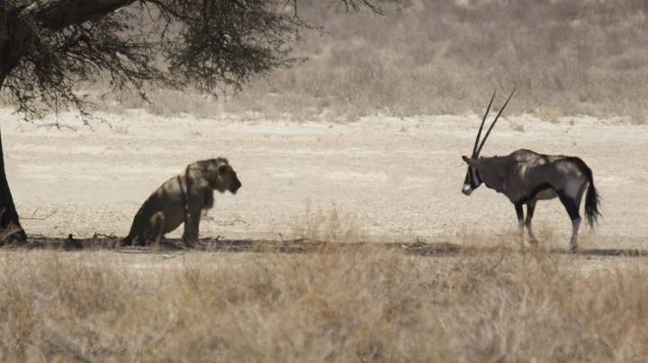 戏剧性照片显示受伤的羚羊“允许自己”被狮子杀死