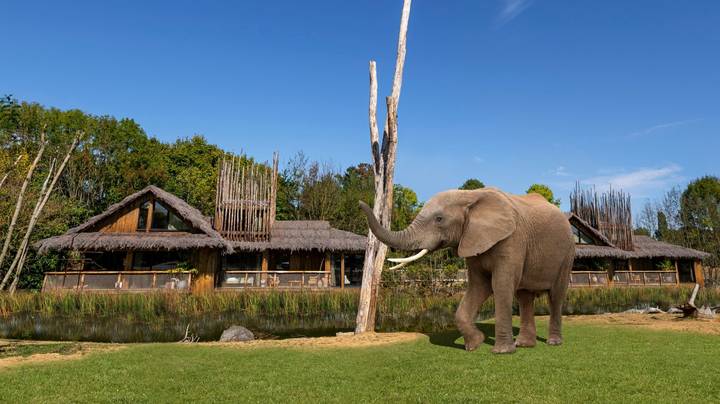 您可以很快留在英国野生动物园小屋，并从您的房间里看到大象