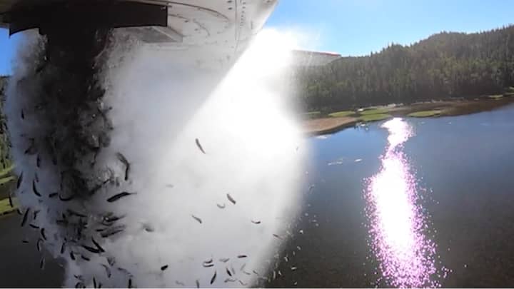 令人难以置信的视频显示，成千上万的鱼从飞机上掉落到里库湖泊