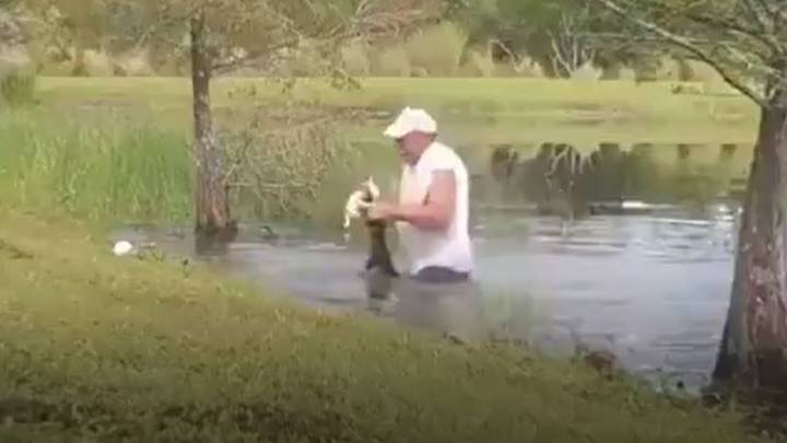 鳄鱼抢走狗后，男子跳入水中
