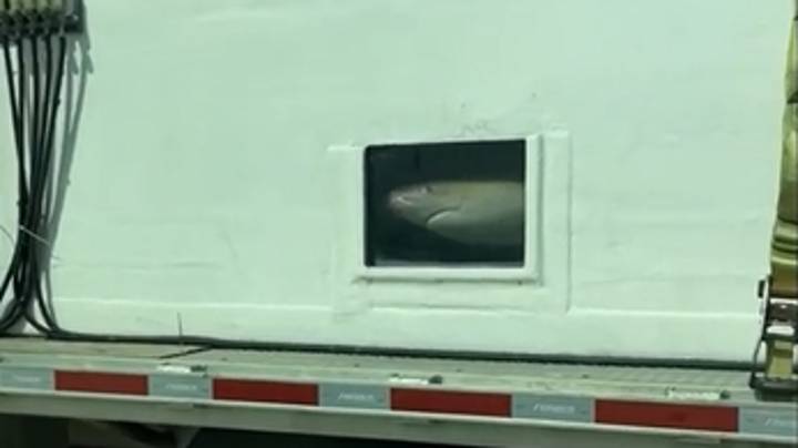 震惊的家庭斑点鲨鱼在高速公路上在坦克运输“imgWitdh=