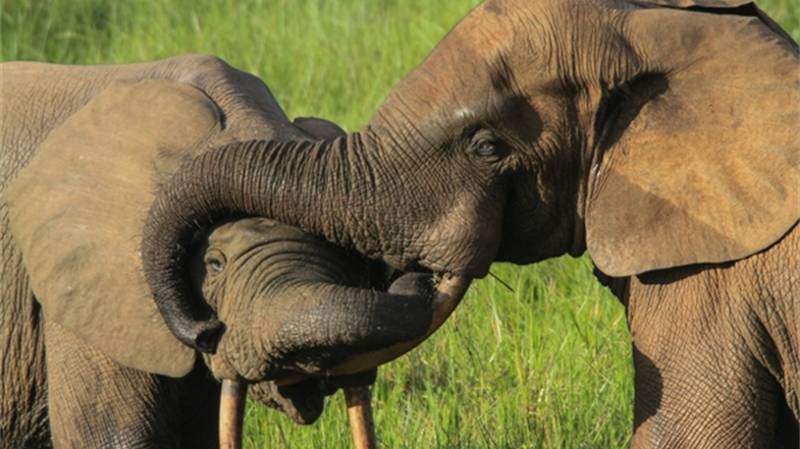臭名昭著的大象偷猎者被判30年监禁