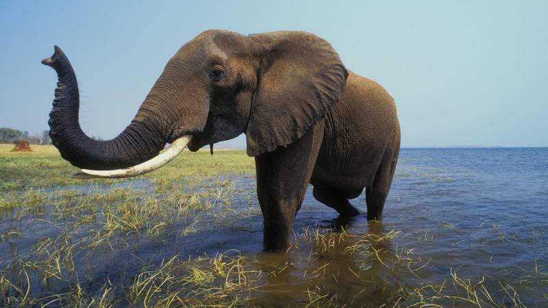 津巴布韦出售濒危大象“狩猎权”以促进旅游业